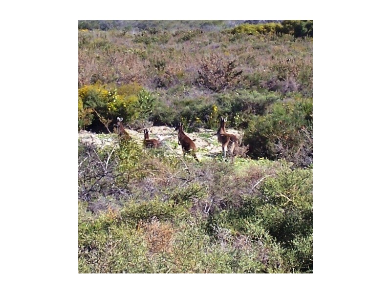 LOT 70 RIVER LOOP, Jurien Bay WA 6516