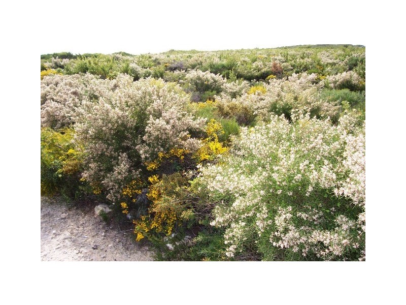 LOT 70 RIVER LOOP, Jurien Bay WA 6516