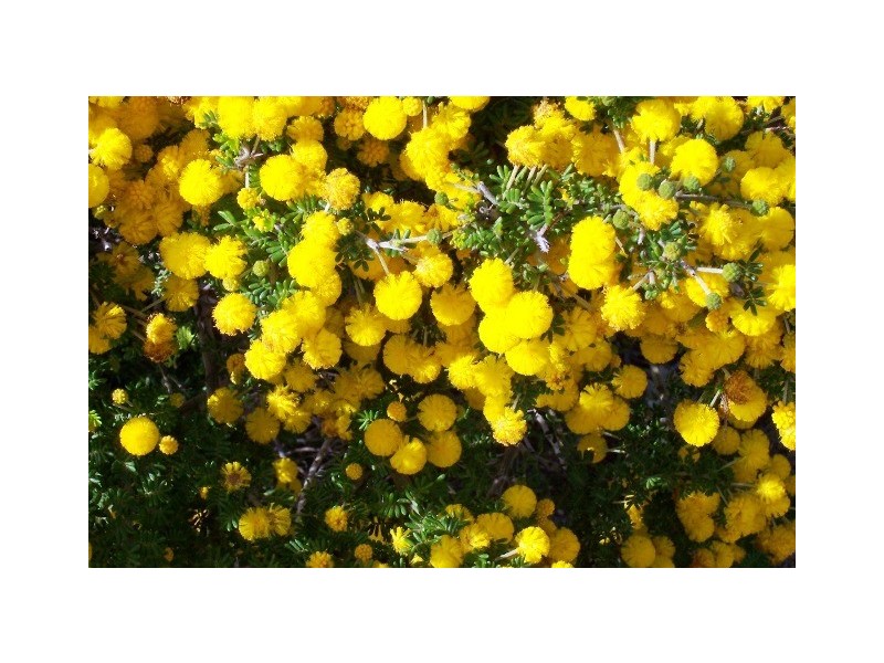 LOT 70 RIVER LOOP, Jurien Bay WA 6516