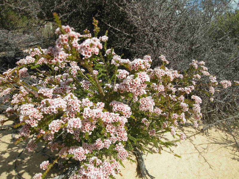 LOT 278 PREMIER DRIVE, Jurien Bay WA 6516