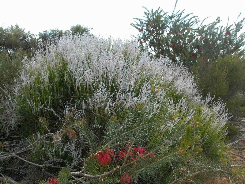 LOT 278 PREMIER DRIVE, Jurien Bay WA 6516