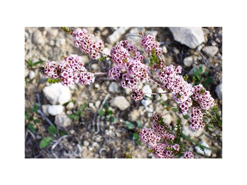 LOT 70 RIVER LOOP, Jurien Bay WA 6516