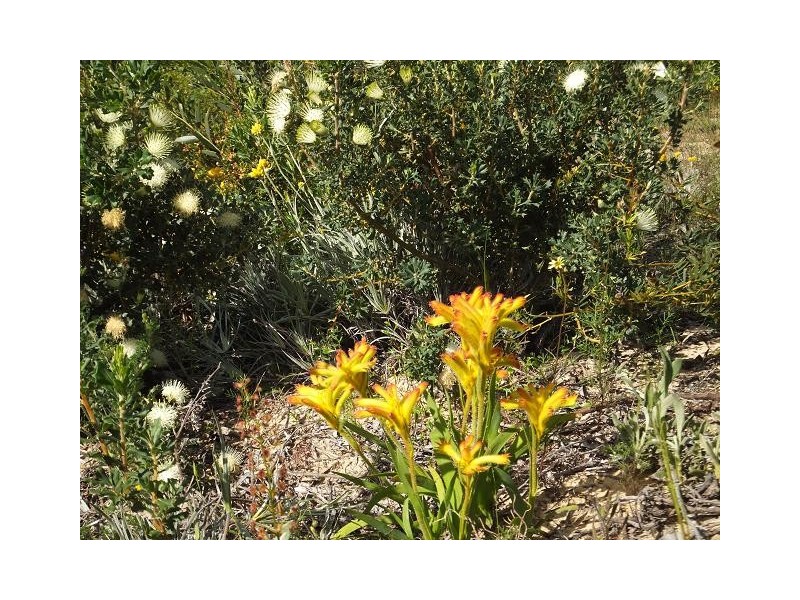 LOT 74 RIDGE WAY, Jurien Bay WA 6516