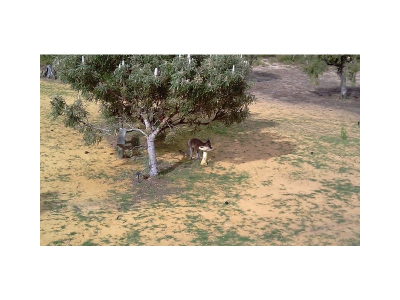 38 PREMIER DRIVE, Jurien Bay WA 6516