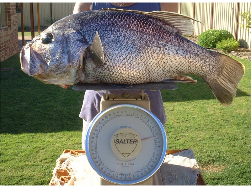 Lot 506 (16) Drosera Way, Jurien Bay WA 6516