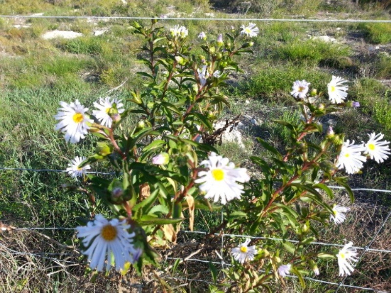 LOT 108 HOMESTEAD LOOP, Jurien Bay WA 6516