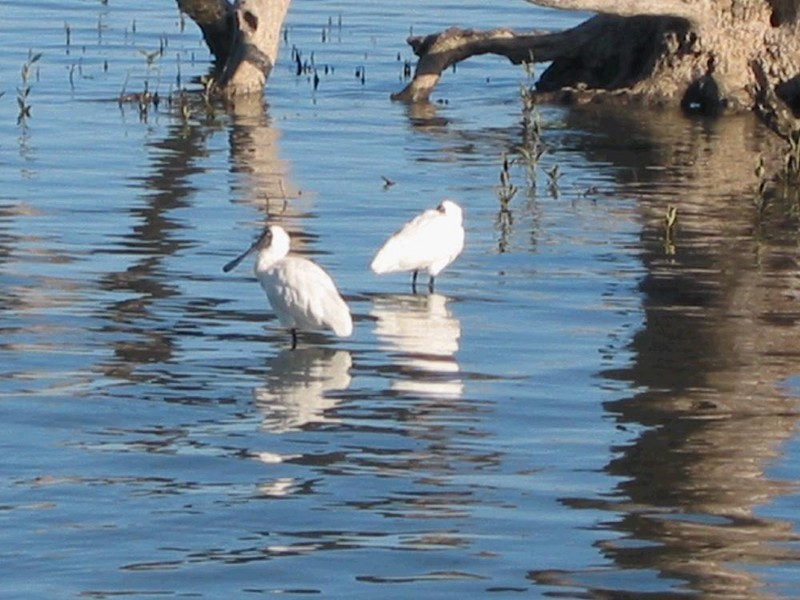 47 Esplanade, Godwin Beach QLD 4511