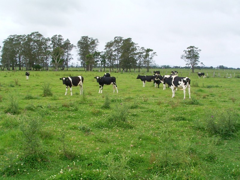 Clybucca NSW 2440