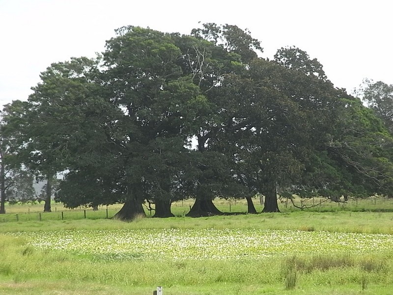 Clybucca NSW 2440