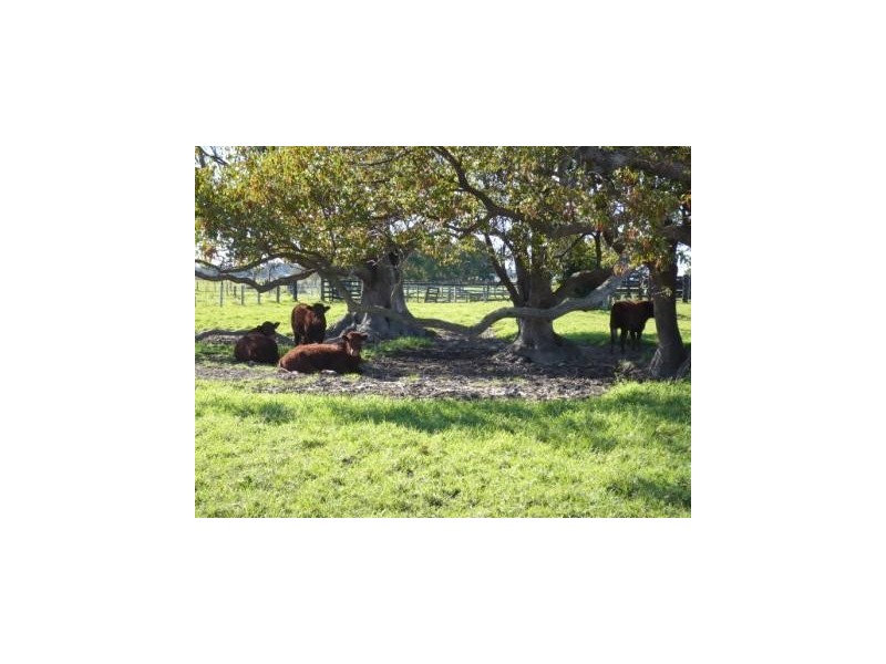 Bellimbopinni NSW 2440