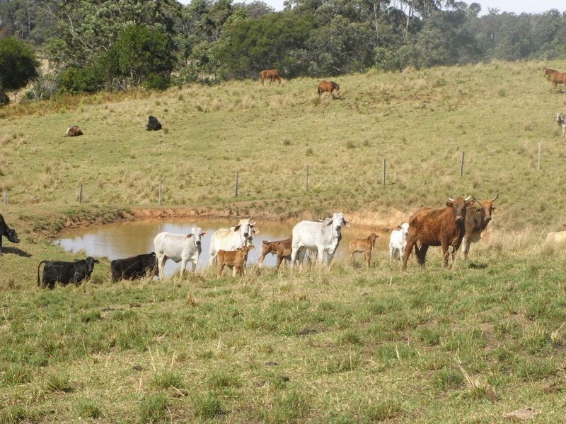 Eungai Creek NSW 2441