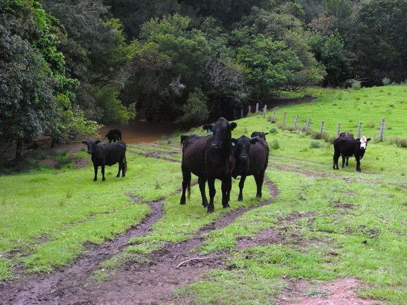 Hickeys Creek NSW 2440