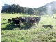 Rollands Plains NSW 2441