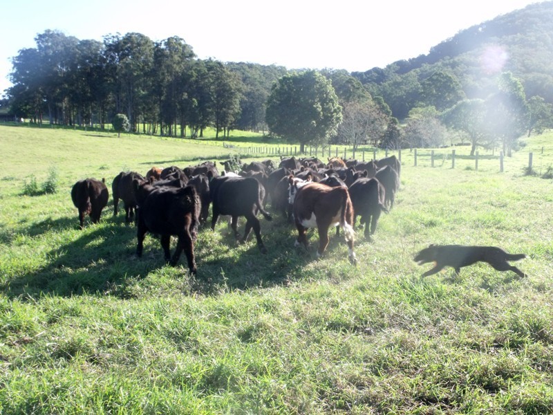 Rollands Plains NSW 2441