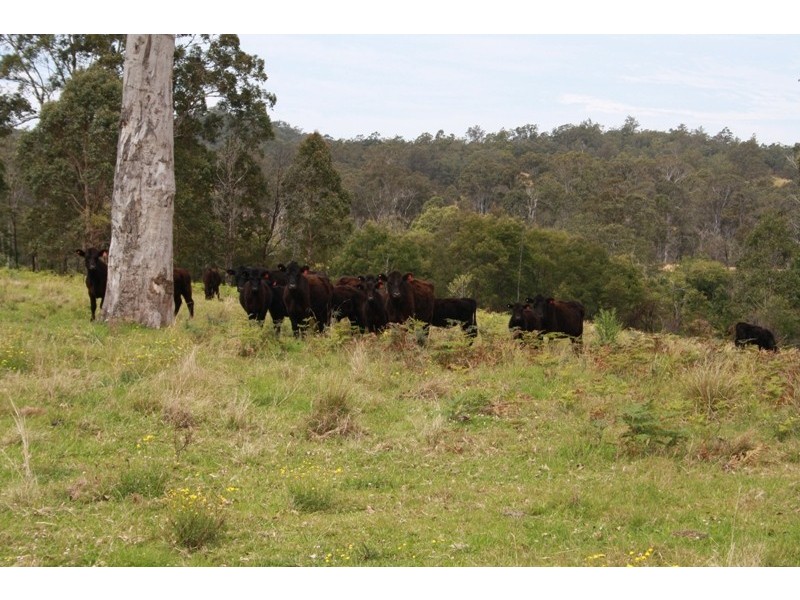 Mungay Creek NSW 2440