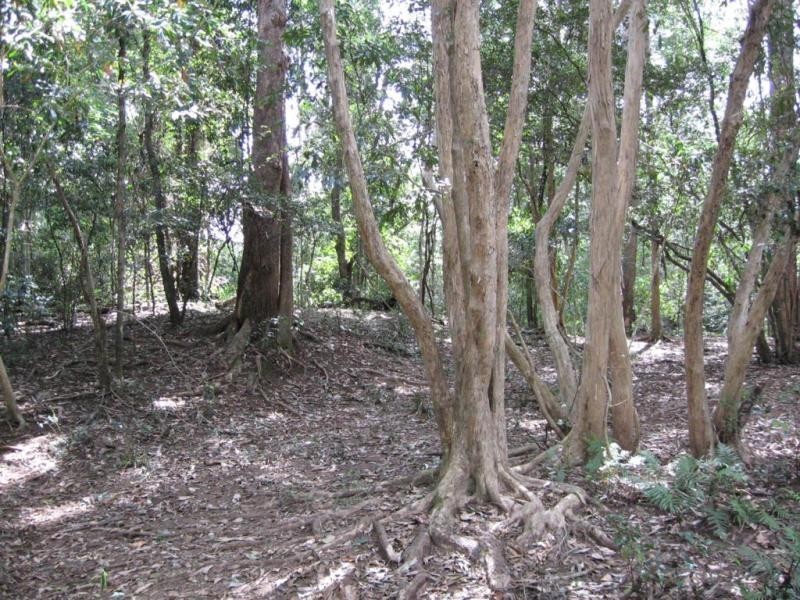 Collombatti NSW 2440