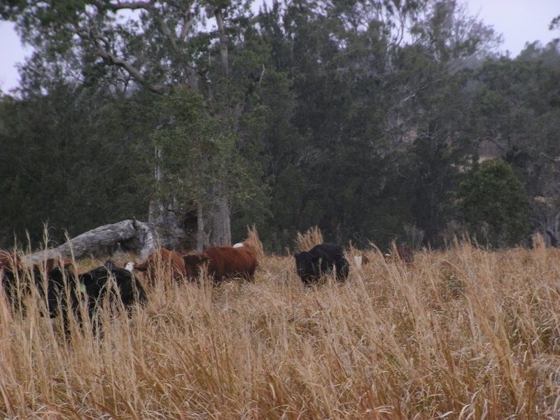 Willawarrin NSW 2440