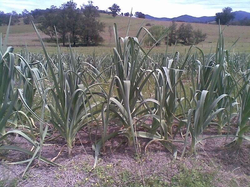 Lower Creek NSW 2440