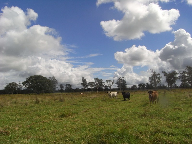 Bellimbopinni NSW 2440