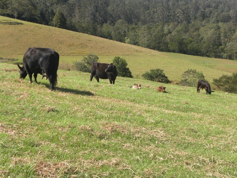 Millbank NSW 2440