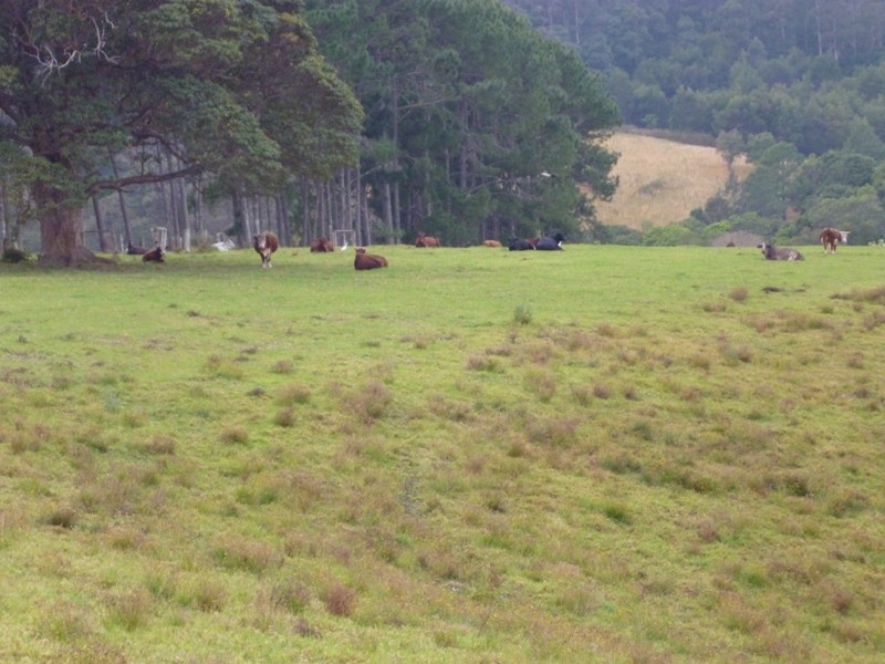 Yarrahapinni NSW 2441