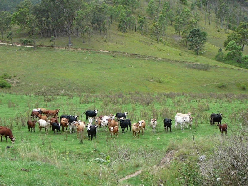 Lower Creek NSW 2440