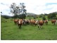 Argents Hill NSW 2449