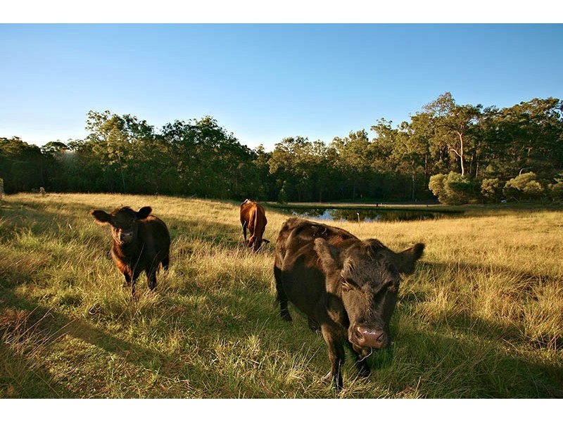 2 Brownlow Court, Cashmere QLD 4500