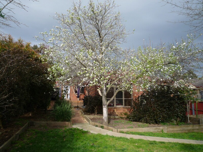26 Adelaide Close, Berwick VIC 3806