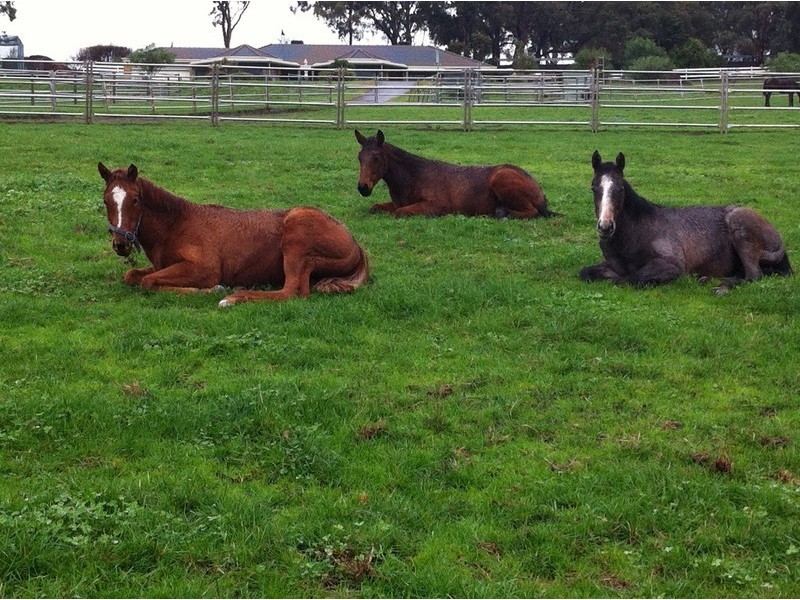 182-184 A’Beckett Road, Narre Warren North VIC 3804