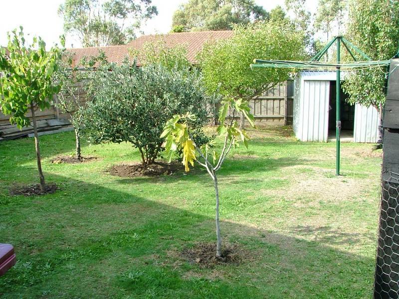 5 Mollis Close, Narre Warren VIC 3805