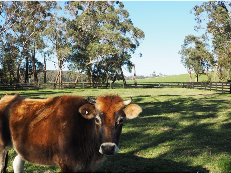 5 Cameron Road, Heath Hill VIC 3981