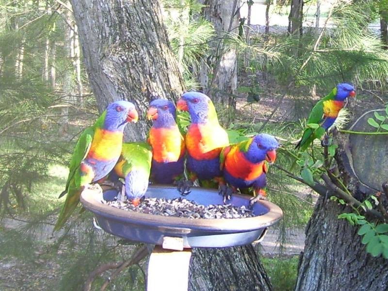 Murrumba Downs QLD 4503