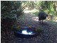 3 Natures Court, Joyner QLD 4500
