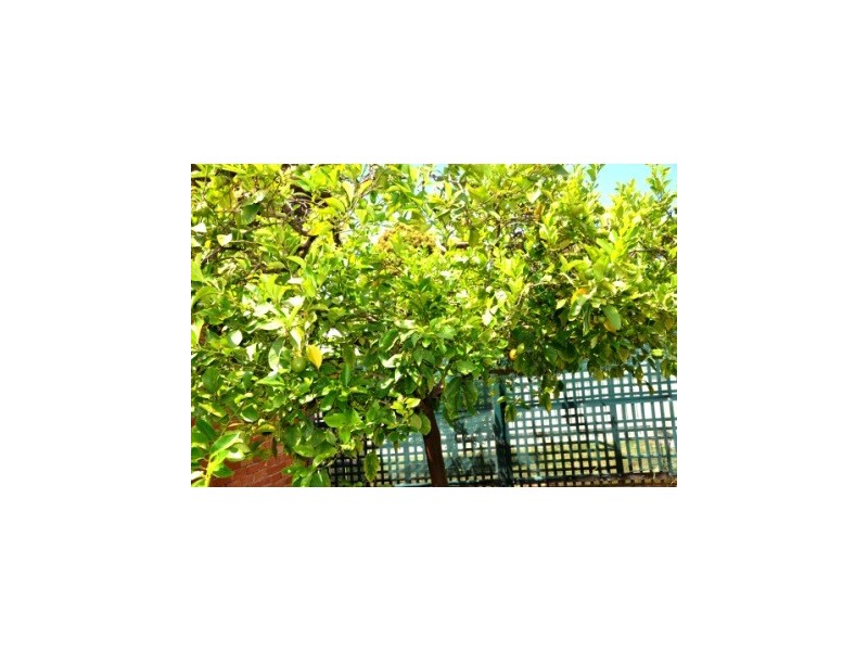 80 North Road, Newport VIC 3015