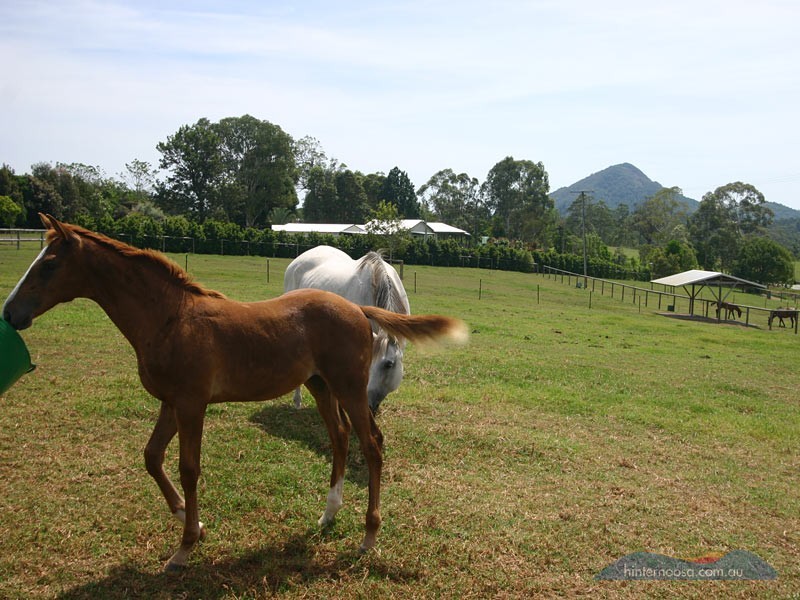 173 Ocean View Rd, Cooroy QLD 4563