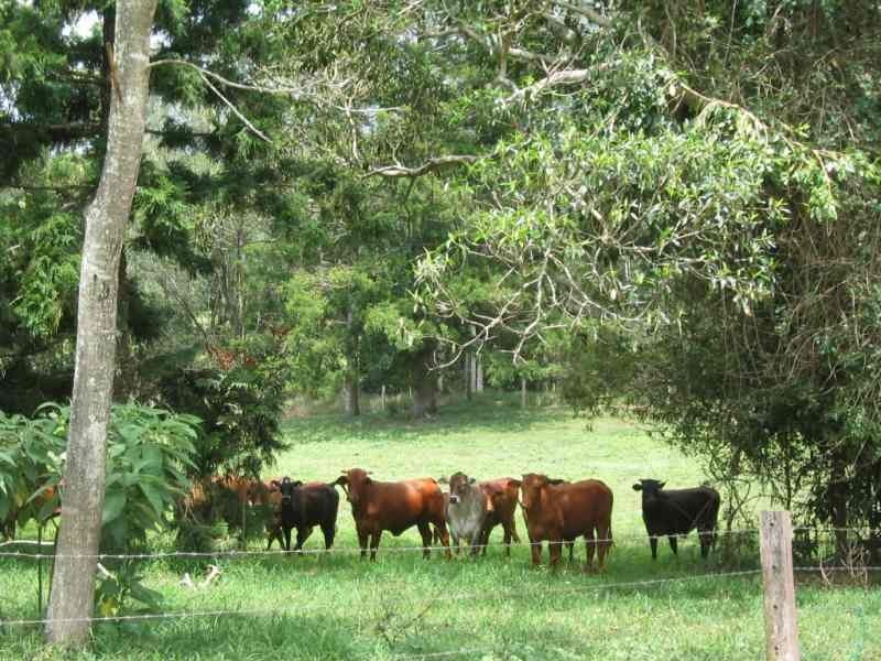 299 Bates Road, Kin Kin QLD 4571