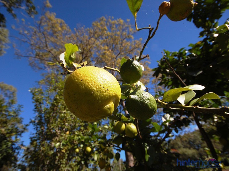 46 Donnellys Road, Ridgewood QLD 4563