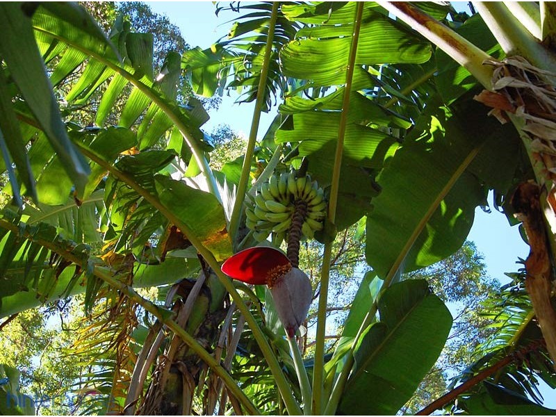 46 Donnellys Road, Ridgewood QLD 4563