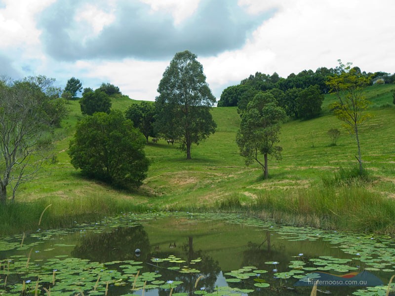 275 Cooroy Belli Creek Road, Cooroy QLD 4563