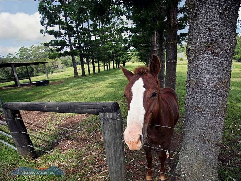 1493 Cooroy Belli Creek Road, Cooroy QLD 4563
