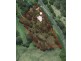 106 Eumundi Range Road, Eumundi QLD 4562