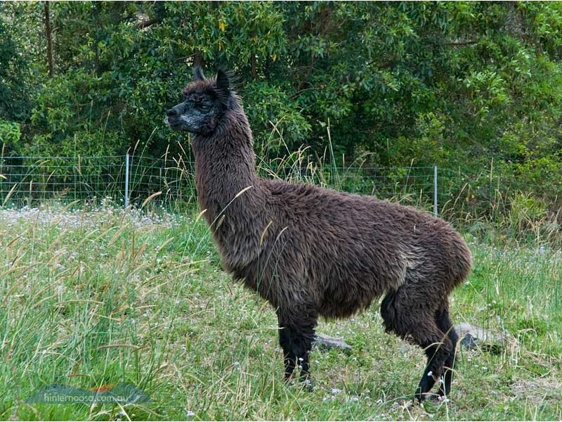 66 Northmount Road, Cooroy QLD 4563