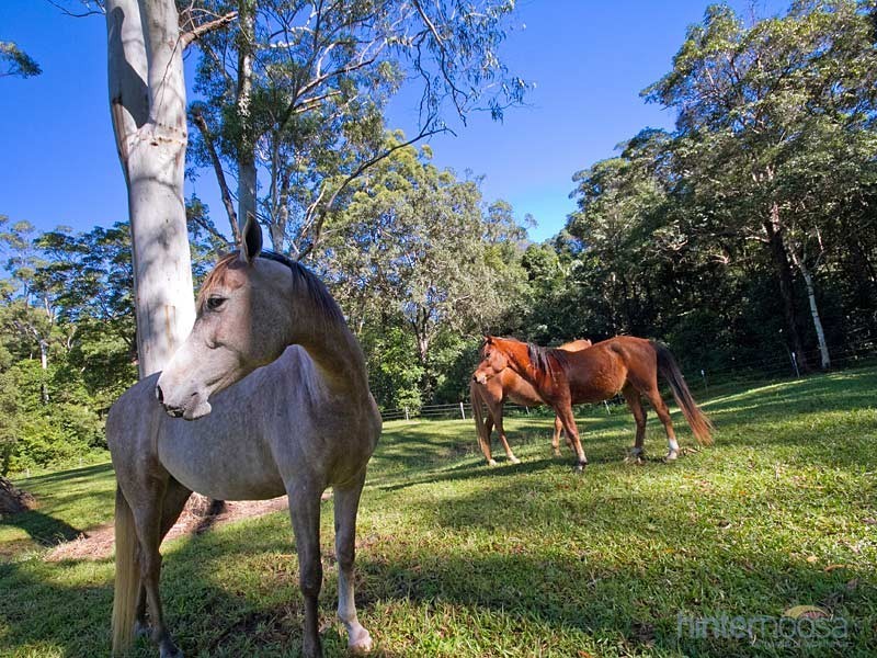 37 Venning Road, Eumundi QLD 4562