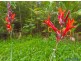 . Tallgum Avenue, Doonan QLD 4562