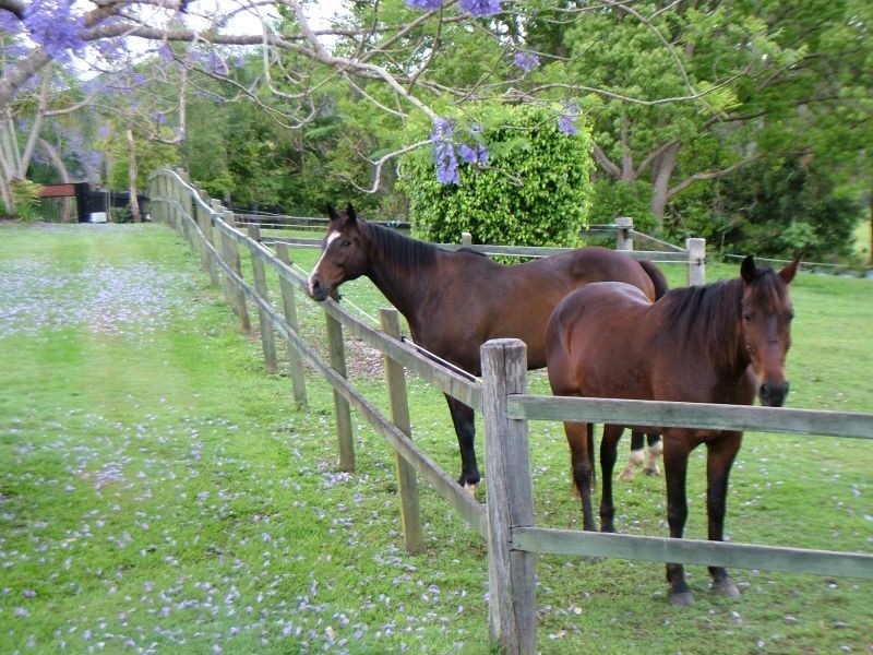 Eumundi QLD 4562