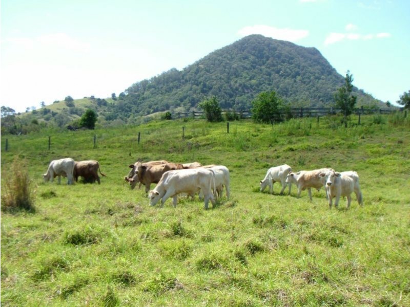 Eumundi QLD 4562