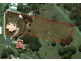 18 Fantail Crescent, Cooroy QLD 4563