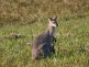 37 Lot 6, Happy Jack Creek Road, Cooroy QLD 4563