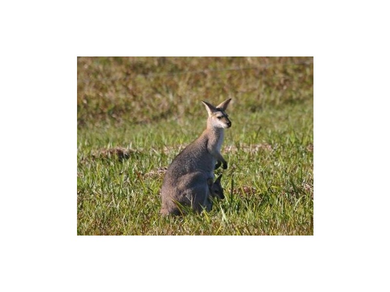 37 Lot 6, Happy Jack Creek Road, Cooroy QLD 4563